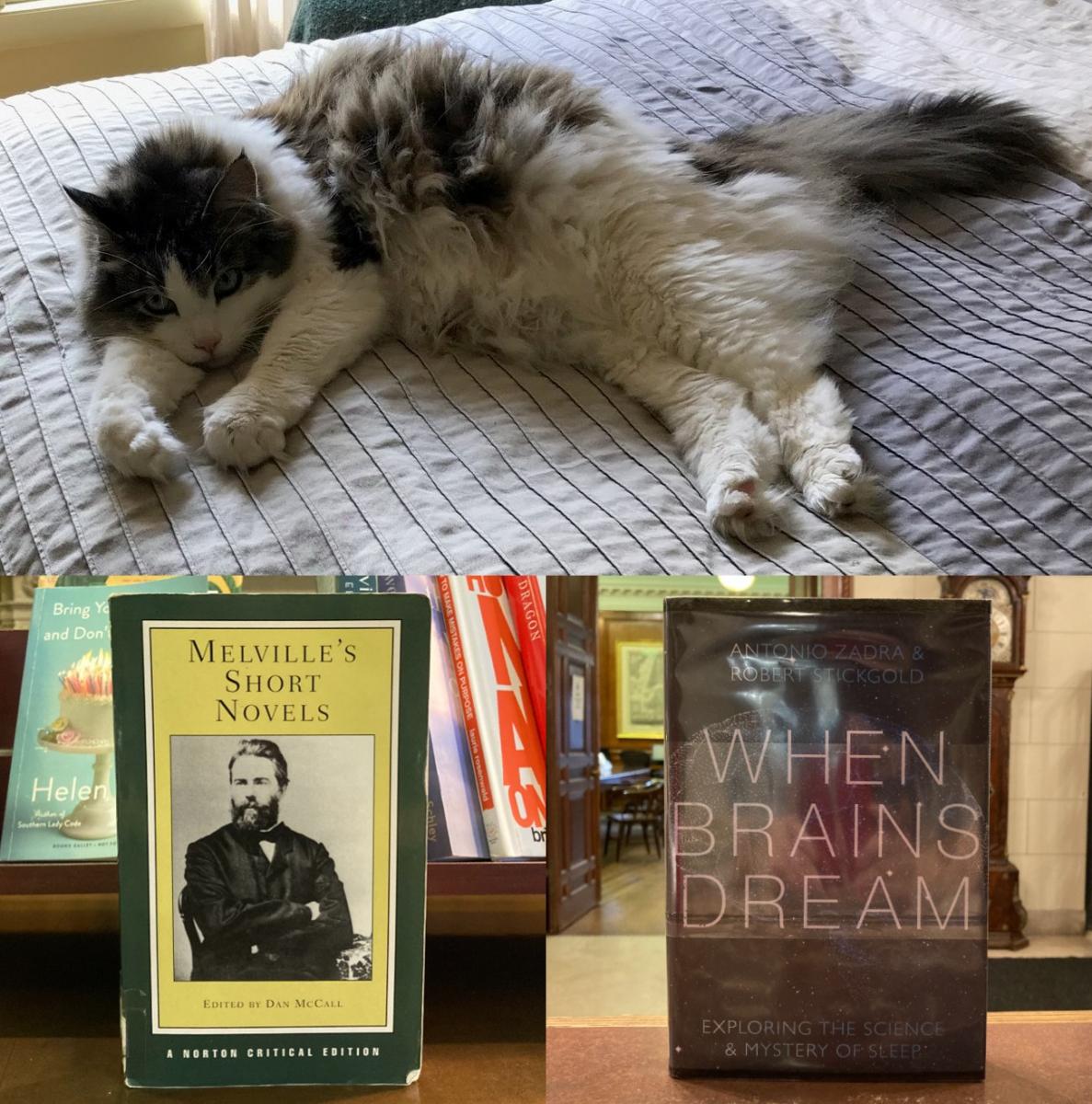 Gus with Melville's Short Novels and When Brains Dream