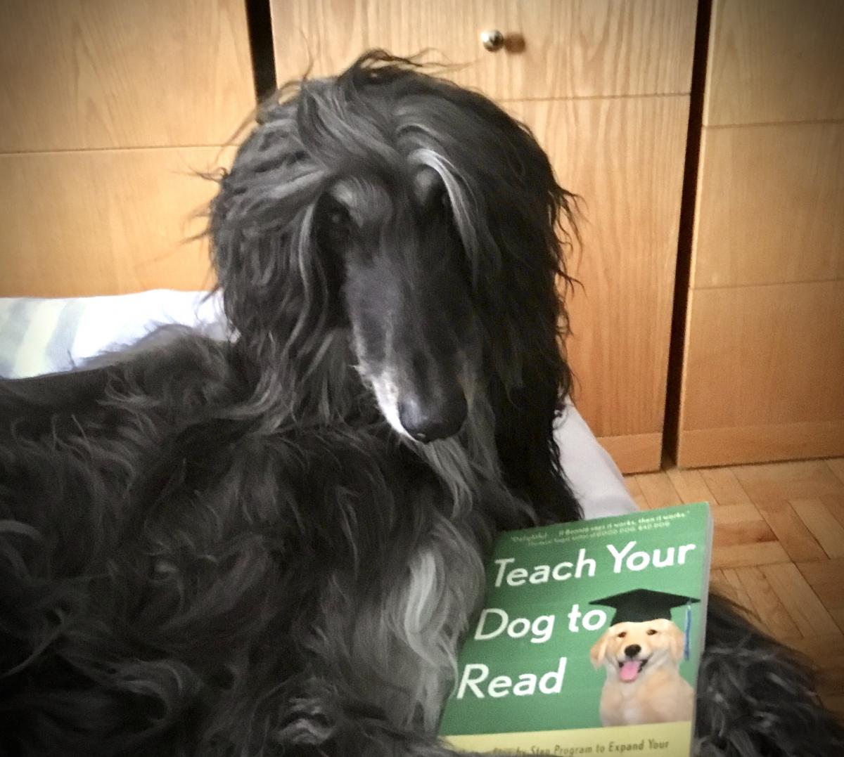 Setareh Wagner and Teach Your Dog to Read