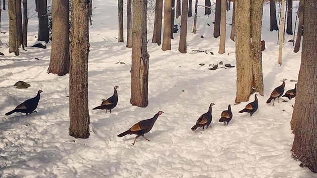 Gaggle of wild turkeys trudging through the New Hampshire snow