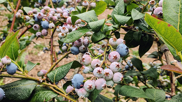 Blueberries ripening during a New England summer